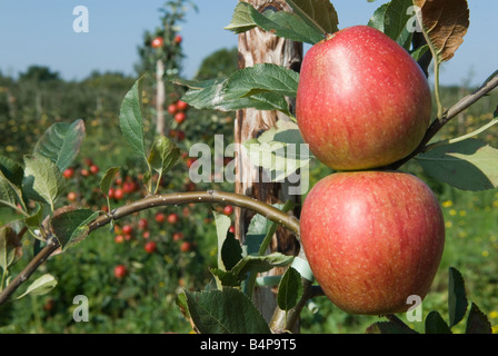 Adams Parmane ha anche chiamato Adams Pearmain Meles, Lathcoats Apple Farm, Galleywood, Essex 2008 2000s UK HOMER SYKES Foto Stock