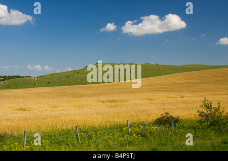 Un campo di grano maturo con le mucche al pascolo su una collina nei pressi di Holland Manitoba Canada Foto Stock