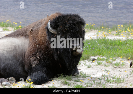 I bisonti americani (Bison bison) in appoggio con la lingua fuori vicino al lago del Parco di Yellowstone in luglio Foto Stock