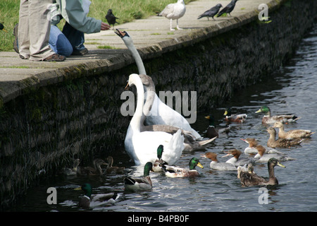 I turisti alimentazione di uccelli acquatici sul lago in posizione di parcheggio Foto Stock