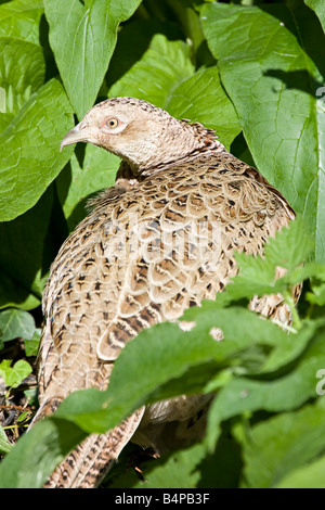 Un singolo adulto femmina Pheasant comune (Phasianus colchico) nascondendosi in sottobosco Foto Stock