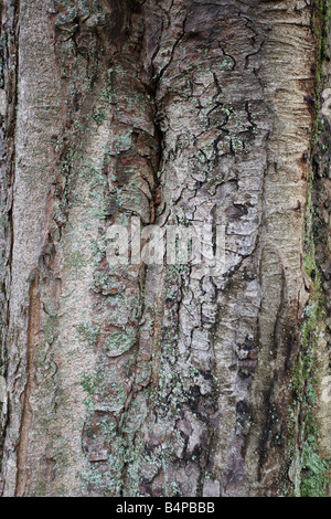 Sicomoro Acer pseudoplatanus close up del tronco di albero Foto Stock