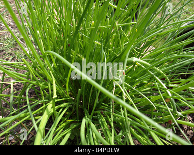 Mazzetto di erba cipollina crescono nel giardino delle erbe FOTOCAMERE DIGITALI OLYMPUS Foto Stock