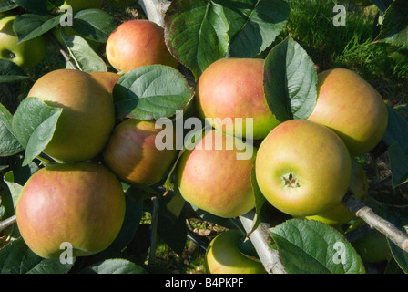 Mele inglesi. Mele Blenheim Orange. Lathcoats Apple Farm, Galleywood, Essex 2008 2000s UK HOMER SYKES Foto Stock