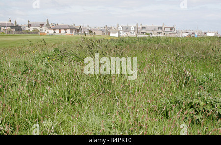 Erbe crescere vicino al golf Inverallochy, sulla costa nord-est della Scozia Foto Stock