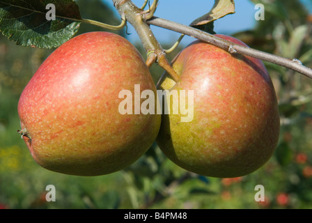 Adams Parmane ha anche chiamato Adams Pearmain Meles, Lathcoats Apple Farm, Galleywood, Essex 2008 2000s UK HOMER SYKES Foto Stock