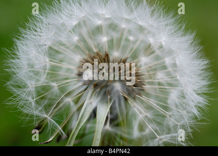 Tarassaco seme head Foto Stock