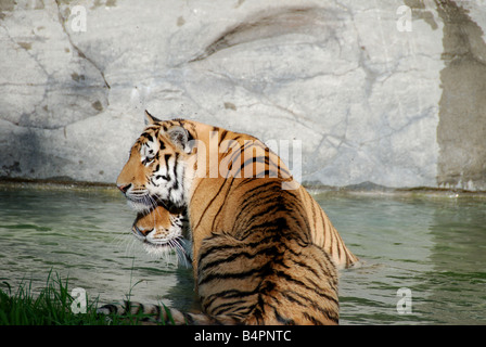 Due le tigri siberiane giocando in una piscina. Foto Stock