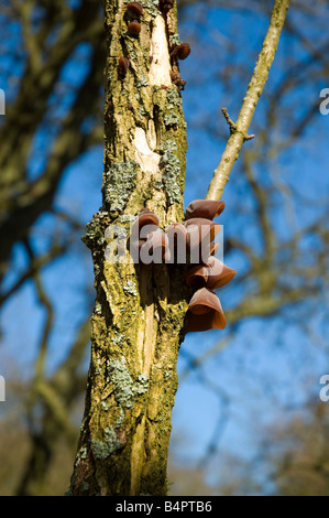 Gli ebrei orecchio fungo Auricularia padiglione auricolare judae cresce su legno morto Foto Stock