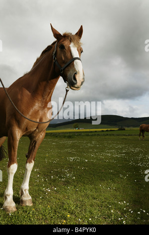 Grande cavallo marrone in un campo Foto Stock