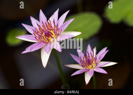 Color malva ninfee in un giardino acquatico vivaio Foto Stock