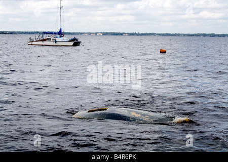 Fondo di una barca affondata quasi underwater sulle sponde di un lago con una piccola barca a vela in background Foto Stock