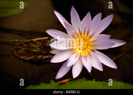 Un colore lilla giglio di acqua in un giardino acquatico vivaio Foto Stock