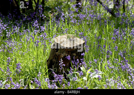 Un ceppo di albero tra bluebells comune nei boschi Belhus Foto Stock