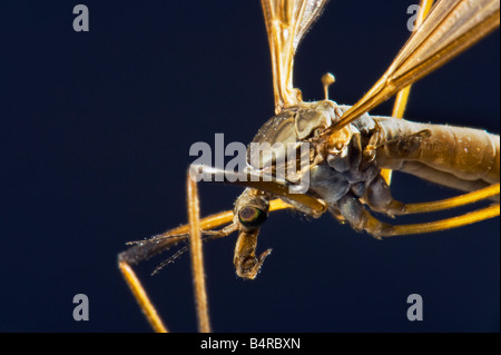 Insetto moscerino cranefly closeup close up makro macro fly gnat gru cranefly volare gamba insetto, tipula gru fly Oleraceae Tipulidae Foto Stock