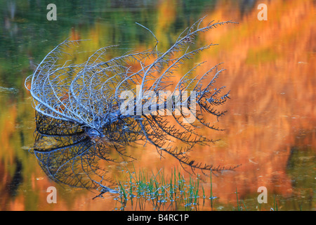 Ramo morto creando una forte riflessione nel bastione laghi Alpine Lakes Wilderness area dello stato di Washington Foto Stock