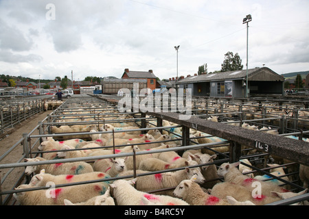 Pecore in penne a Welshpool Market Foto Stock
