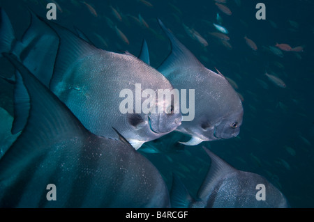 Una scuola di Atlantic Spadefish (Chaetodipterus faber) nuotare al fotografo. Foto Stock