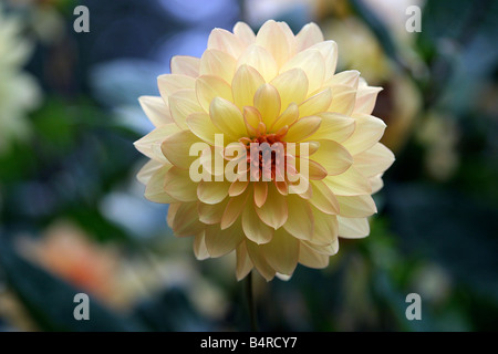 Dahlia (Keith H) Foto Stock