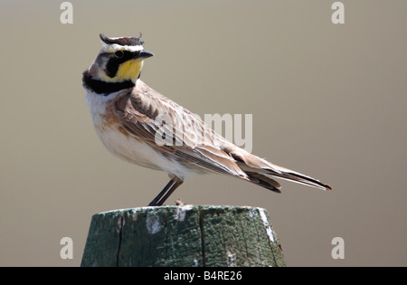 Cornuto Lark Eremophila alpestris in appoggio sul palo da recinzione da ghiaia via vicino Lago Rubino in Montana in luglio Foto Stock