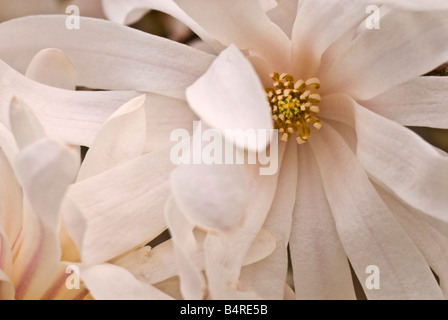 Close-up della fascetta a forma di fiori di Magnolia stellata 'Royal Star" (star magnolia) che fioriscono a fine inverno/inizi primavera. Foto Stock
