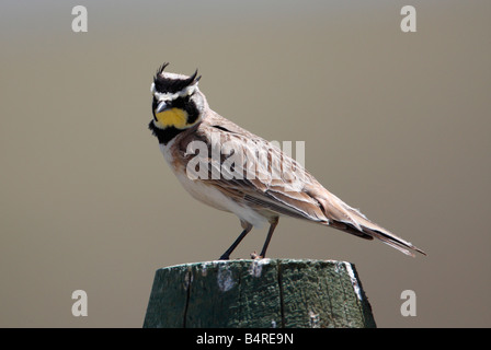 Cornuto Lark Eremophila alpestris in appoggio sul palo da recinzione da ghiaia via vicino Lago Rubino in Montana in luglio Foto Stock