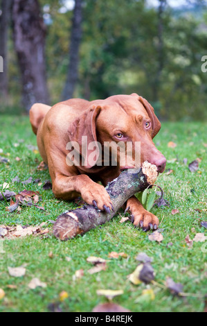 Vizsla ungherese cane masticare un pezzo di legno grande in campo con caduta foglie che lo circonda Foto Stock