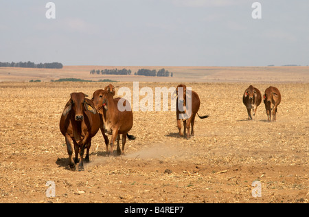 Red bestiame Brahman in una fattoria in Sud Africa Foto Stock