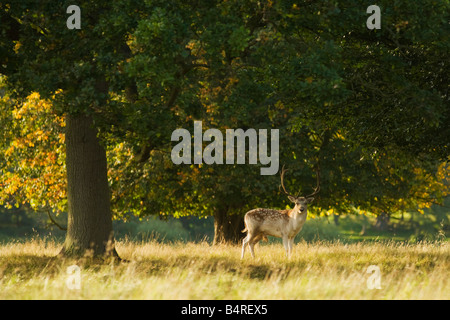 Daini buck pascolare nel prato inglese e boschi Shropshire England Regno Unito Regno Unito GB Gran Bretagna Isole britanniche Foto Stock