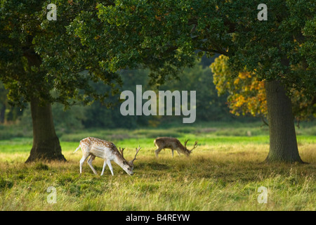 Daini buck pascolare nel prato inglese e boschi Shropshire England Regno Unito Regno Unito GB Gran Bretagna Isole britanniche Foto Stock