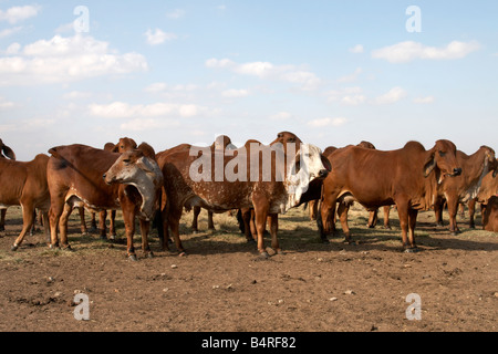 Brahman allevamento di bestiame in una fattoria in Sud Africa Foto Stock