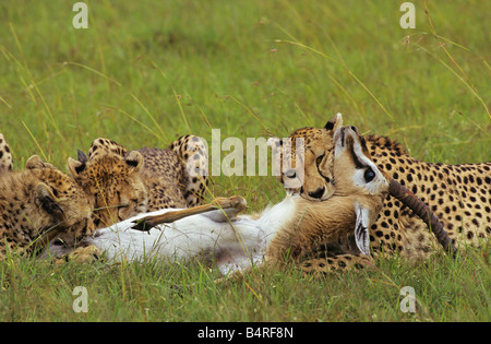 La vita e la morte sul Serengeti Plain Foto Stock