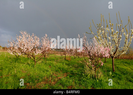 Peach blossom nel frutteto Foto Stock