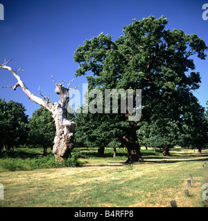 Alberi di quercia Richmond Park Surrey U K l'Europa Foto Stock