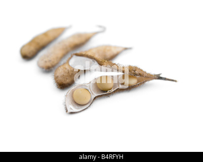 Quattro set di fagioli di soia contro uno sfondo bianco. Un pod di soia è aperto. Foto Stock