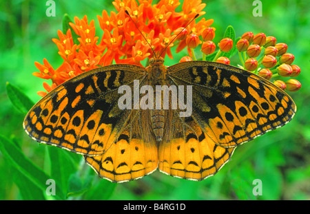 Grande Lamas Fritillary Butterfly Speyeria cibele nectaring su Butterfly Milkweed Asclepias tuberosa e USA, da Gary Meszaros/Dembinsky Foto Assoc Foto Stock