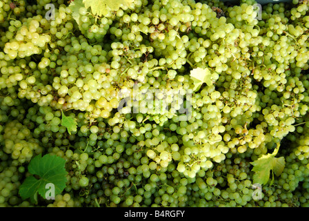 Di recente le uve raccolte in bin, Lamberhurst Vigna Lamberhurst giù, Lamberhurst, Kent, Regno Unito Foto Stock