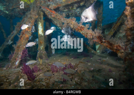 Atlantic Spadefish, Chaetodipterus faber, rifugiarsi all'interno della sovrastruttura arrugginito di un relitto sommerso. Foto Stock