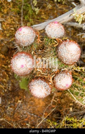 Testa di papi turchi tappo canna Cactus San Giovanni USVI Foto Stock