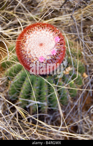 Testa di papi turchi tappo canna Cactus San Giovanni USVI Foto Stock