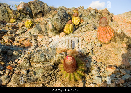 Testa di papi turchi tappo canna Cactus San Giovanni USVI Foto Stock