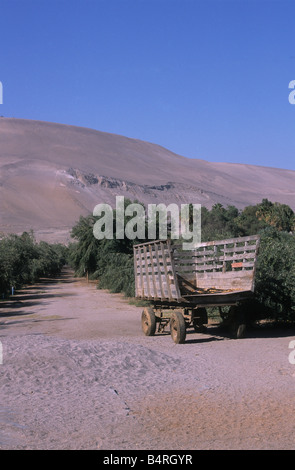 Vecchio carrello di legno e di alberi di olivo (Olea europaea) in piantagione in San Miguel de Azapa, vicino ad Arica, Cile Foto Stock
