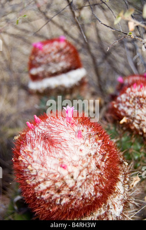 Papi di testa o di canna Cactus, San Giovanni, USVI Foto Stock