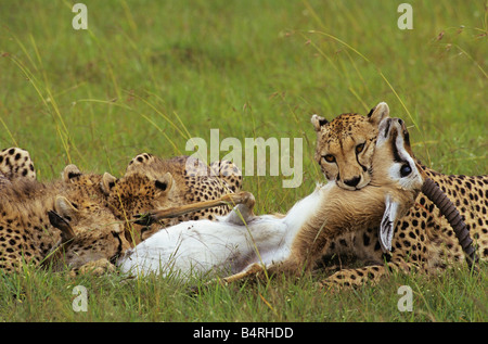 Una madre cheetah uccide un bel maschio gazzella Foto Stock