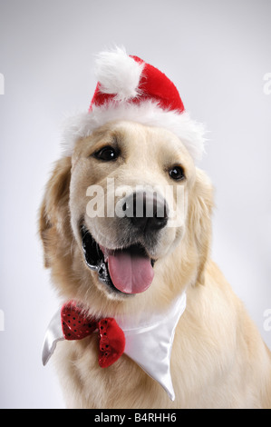 Carino il Golden Retriever nel cappello di Natale Foto Stock