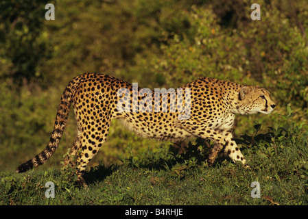 Cheetah colpisce un Stalking pongono Foto Stock