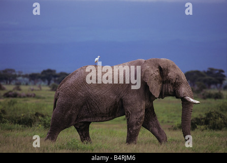 Garzetta Hitchhiker Carrier di elefante Foto Stock