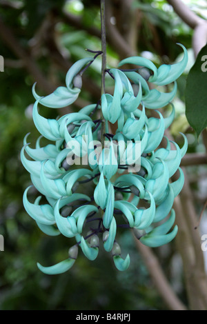 Il Jade Vine Strongylodon macrobotrys, Fabaceae, Filippine, Sud-est asiatico Foto Stock