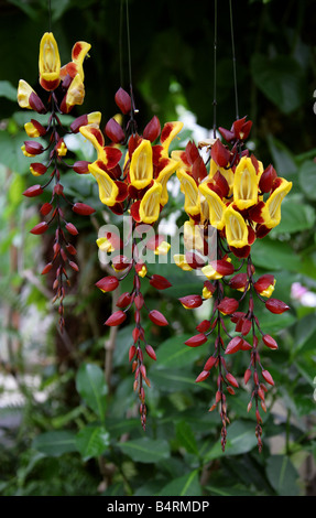 Vitigno di clock, Thunbergia mysorensis Acanthaceae, Foto Stock