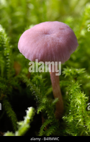 Amethyst deceiver, laccaria amethystea, funghi crescono sul terreno in boschi di latifoglie Foto Stock